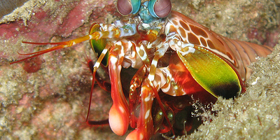 Mantis Shrimp 2