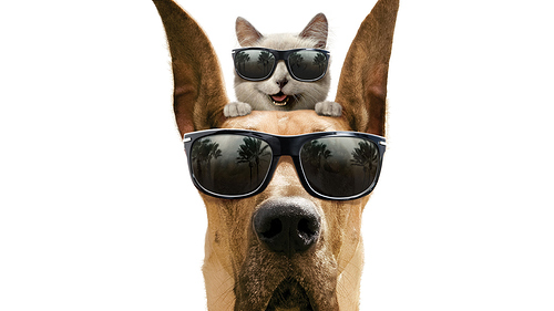 dog-and-cat-with-glasses-the-marmaduke-movie-5120x2880