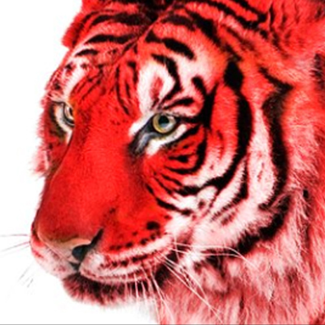 Про красного тигра. Красный тигр. Тигр на Красном фоне. Красного тигра. Белый тигр на Красном фоне.