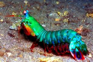 mantis shrimp