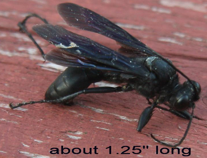 Черное насекомое похожее. Шершень Дыбовского черный. Черное летающее насекомое. Черное Крылатое насекомое. Черное насекомое с крыльями.