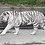 Whitetiger2k20 Whitetiger2k20